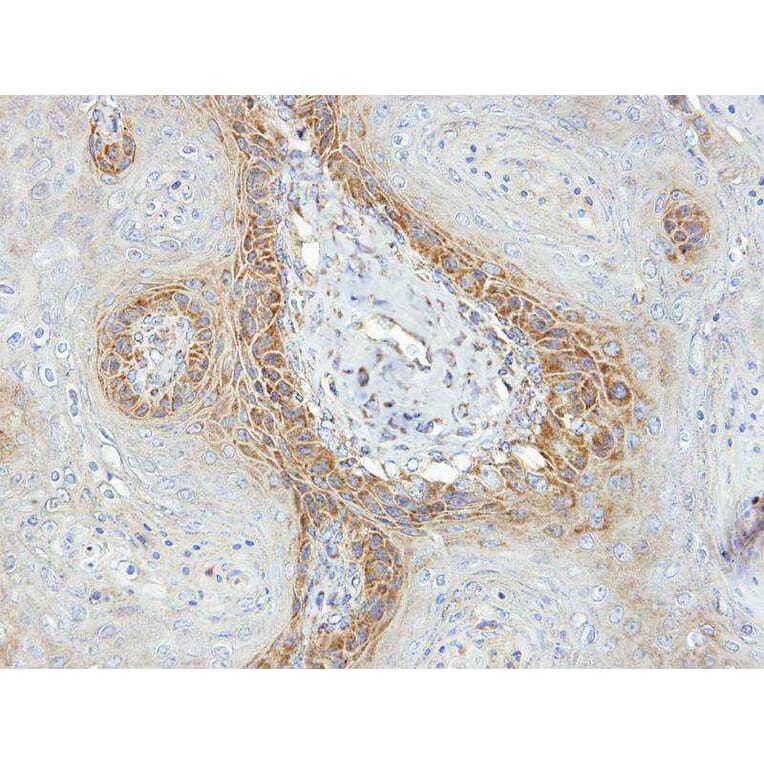 Immunohistochemistry - IDH3G antibody from Signalway Antibody (22353) - Antibodies.com