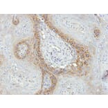 Immunohistochemistry - IDH3G antibody from Signalway Antibody (22353) - Antibodies.com