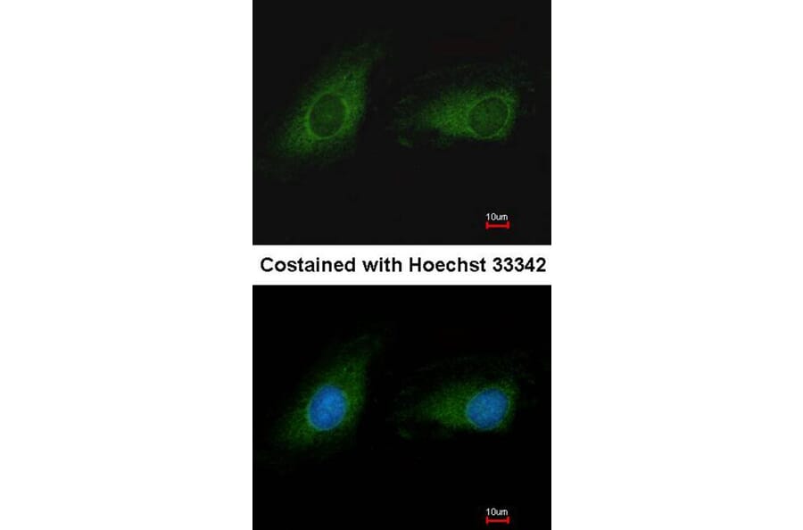 Immunofluorescence - IDH3G antibody from Signalway Antibody (22353) - Antibodies.com