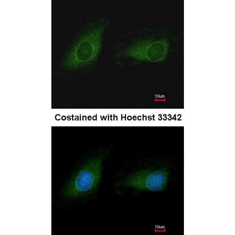 Immunofluorescence - IDH3G antibody from Signalway Antibody (22353) - Antibodies.com