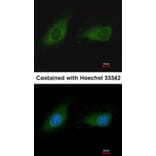 Immunofluorescence - IDH3G antibody from Signalway Antibody (22353) - Antibodies.com
