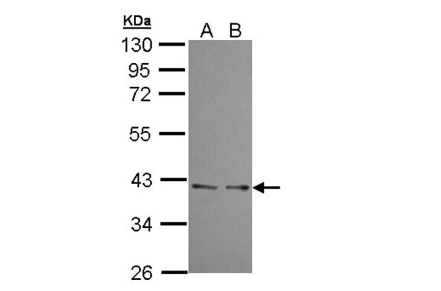 UFD1L antibody from Signalway Antibody (22366) - Antibodies.com