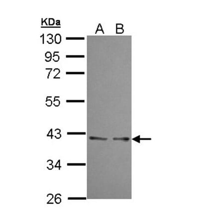 UFD1L antibody from Signalway Antibody (22366) - Antibodies.com