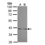 UFD1L antibody from Signalway Antibody (22366) - Antibodies.com