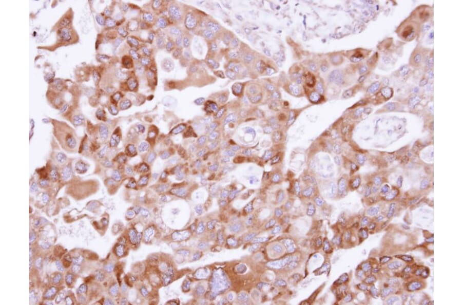 Immunohistochemistry - UFD1L antibody from Signalway Antibody (22366) - Antibodies.com