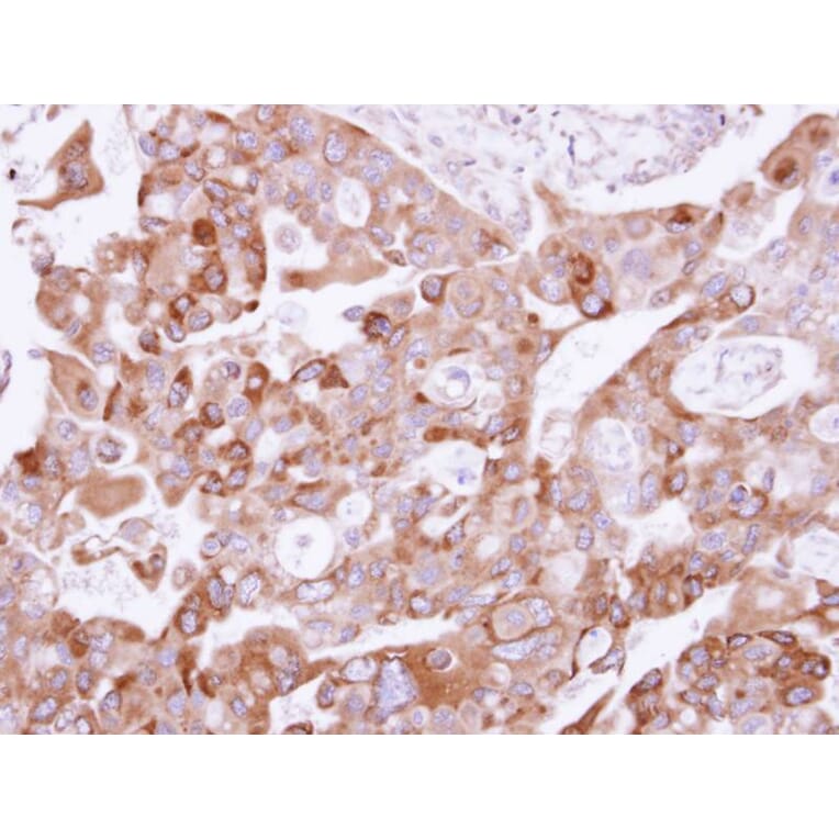 Immunohistochemistry - UFD1L antibody from Signalway Antibody (22366) - Antibodies.com