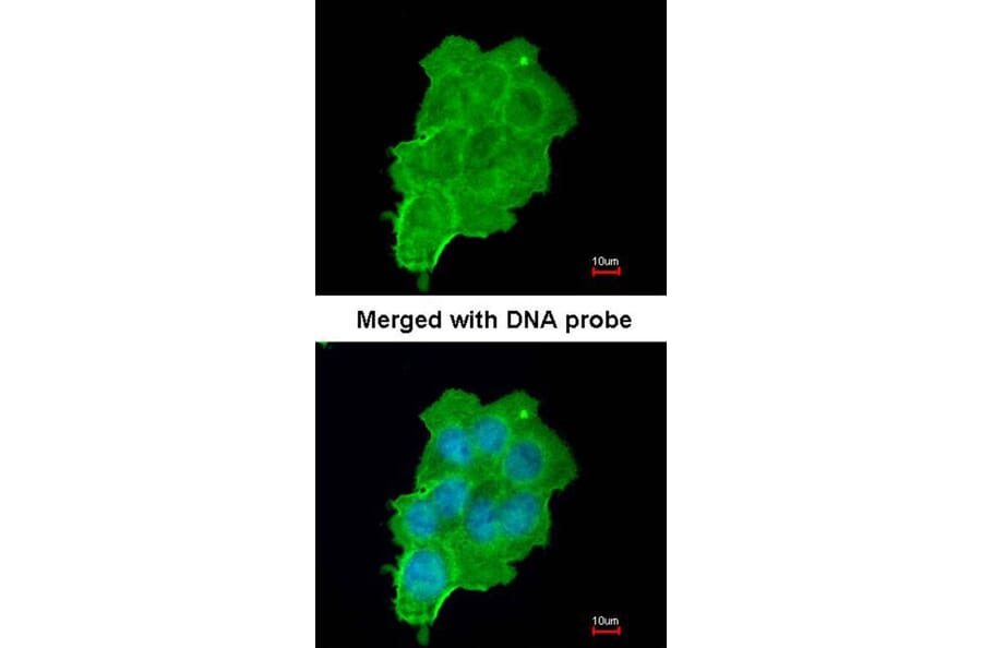 Immunofluorescence - UFD1L antibody from Signalway Antibody (22366) - Antibodies.com