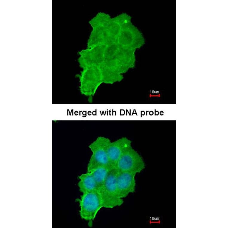 Immunofluorescence - UFD1L antibody from Signalway Antibody (22366) - Antibodies.com