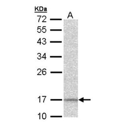 DAP13 antibody from Signalway Antibody (22408) - Antibodies.com