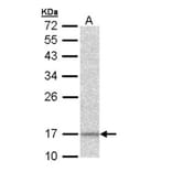 DAP13 antibody from Signalway Antibody (22408) - Antibodies.com