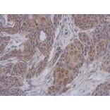 Immunohistochemistry - DAP13 antibody from Signalway Antibody (22408) - Antibodies.com