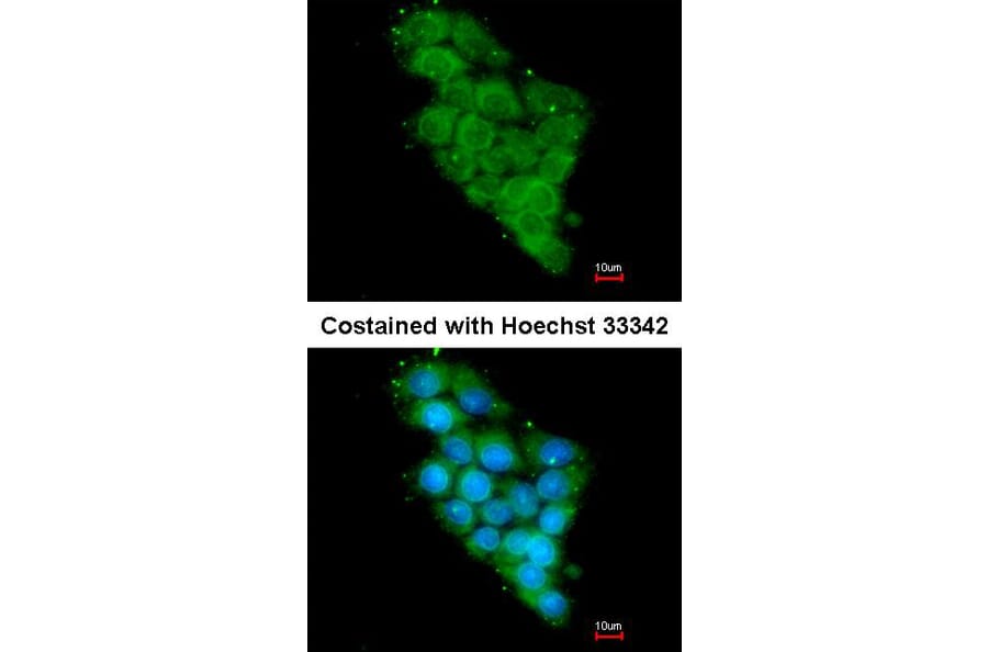 Immunofluorescence - DAP13 antibody from Signalway Antibody (22408) - Antibodies.com