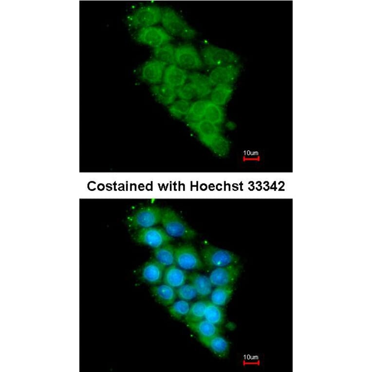 Immunofluorescence - DAP13 antibody from Signalway Antibody (22408) - Antibodies.com