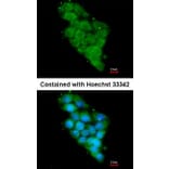 Immunofluorescence - DAP13 antibody from Signalway Antibody (22408) - Antibodies.com