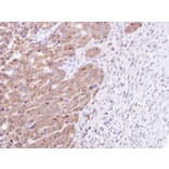 Immunohistochemistry - STK25 antibody from Signalway Antibody (22448) - Antibodies.com