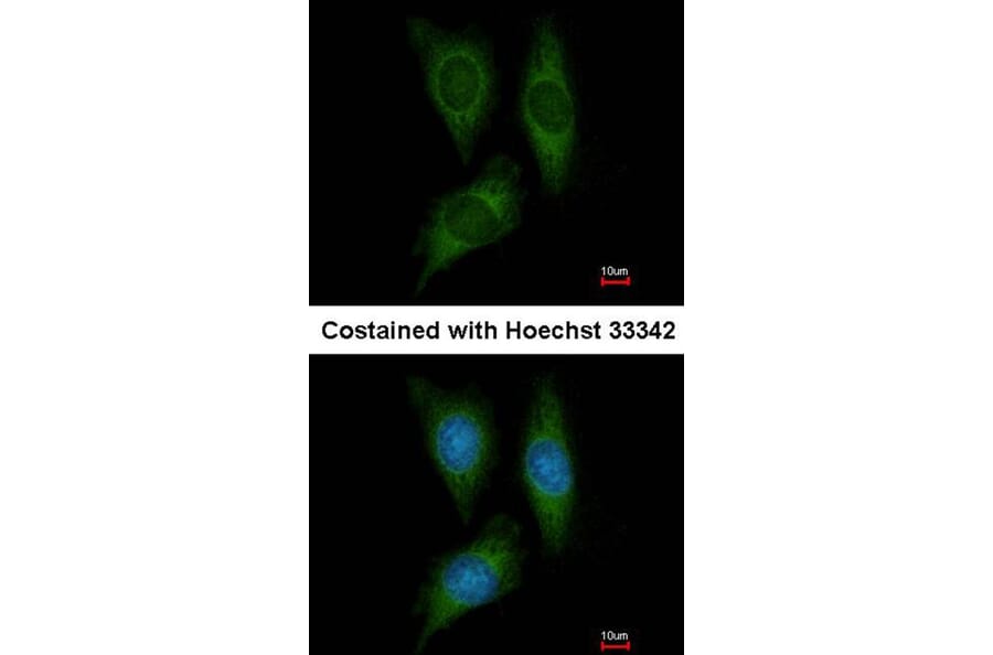 Immunofluorescence - STK25 antibody from Signalway Antibody (22448) - Antibodies.com