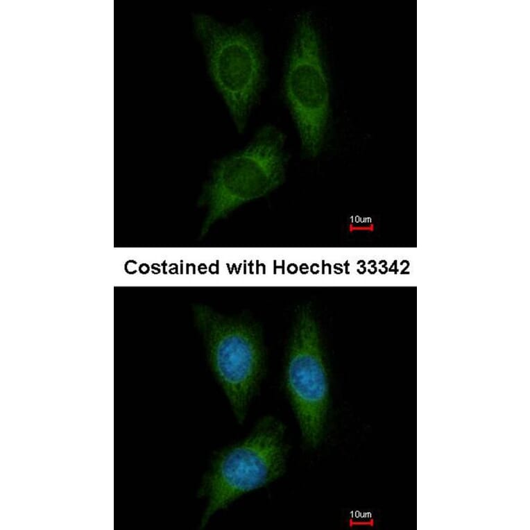 Immunofluorescence - STK25 antibody from Signalway Antibody (22448) - Antibodies.com