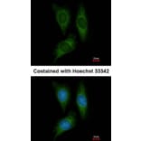Immunofluorescence - STK25 antibody from Signalway Antibody (22448) - Antibodies.com
