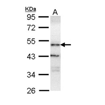 ORP-1 antibody from Signalway Antibody (22467) - Antibodies.com