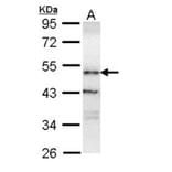 ORP-1 antibody from Signalway Antibody (22467) - Antibodies.com