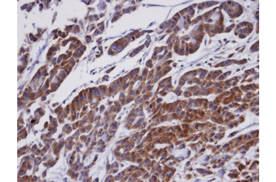 Immunohistochemistry - ORP-1 antibody from Signalway Antibody (22467) - Antibodies.com