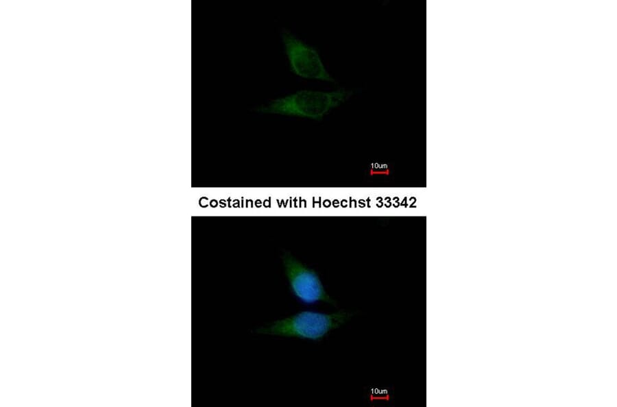Immunofluorescence - ORP-1 antibody from Signalway Antibody (22467) - Antibodies.com