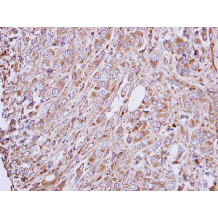 Immunohistochemistry - GAD65 antibody from Signalway Antibody (22484) - Antibodies.com