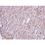 Immunohistochemistry - GAD65 antibody from Signalway Antibody (22484) - Antibodies.com