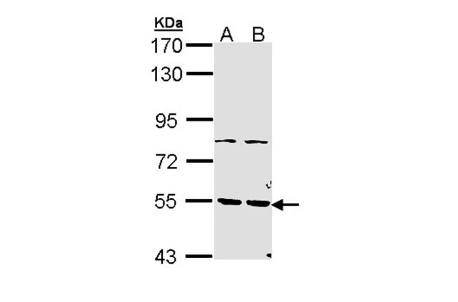 PDE1A antibody from Signalway Antibody (22496) - Antibodies.com