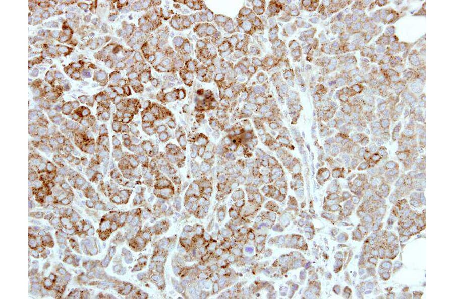 Immunohistochemistry - PDE1A antibody from Signalway Antibody (22496) - Antibodies.com