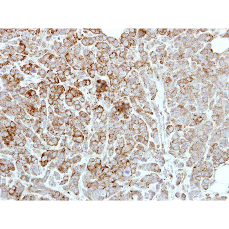 Immunohistochemistry - PDE1A antibody from Signalway Antibody (22496) - Antibodies.com