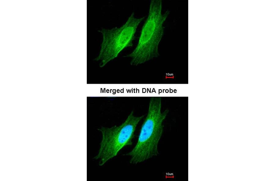 Immunofluorescence - PDE1A antibody from Signalway Antibody (22496) - Antibodies.com