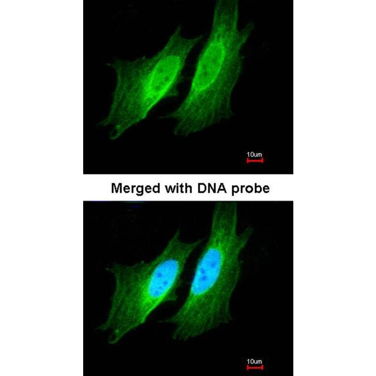 Immunofluorescence - PDE1A antibody from Signalway Antibody (22496) - Antibodies.com