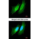 Immunofluorescence - PDE1A antibody from Signalway Antibody (22496) - Antibodies.com