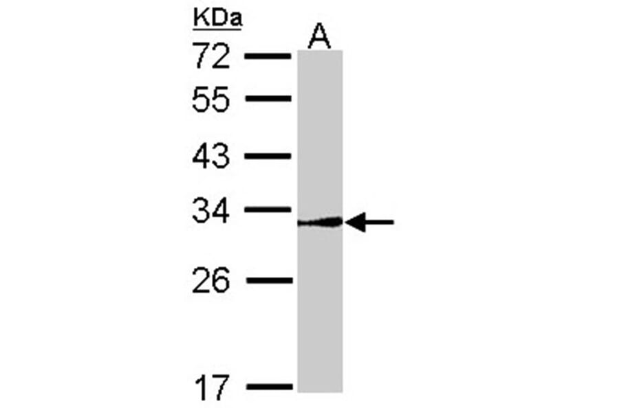 NR0B2 antibody from Signalway Antibody (22509) - Antibodies.com