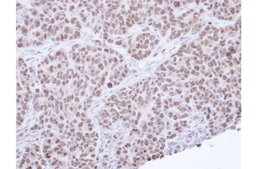Immunohistochemistry - NR0B2 antibody from Signalway Antibody (22509) - Antibodies.com