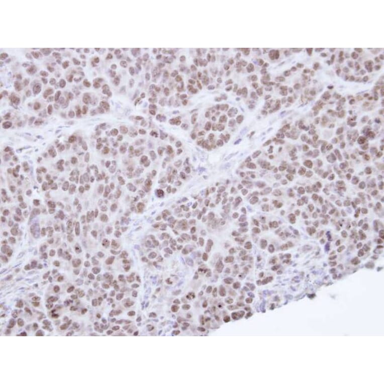 Immunohistochemistry - NR0B2 antibody from Signalway Antibody (22509) - Antibodies.com