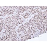 Immunohistochemistry - NR0B2 antibody from Signalway Antibody (22509) - Antibodies.com