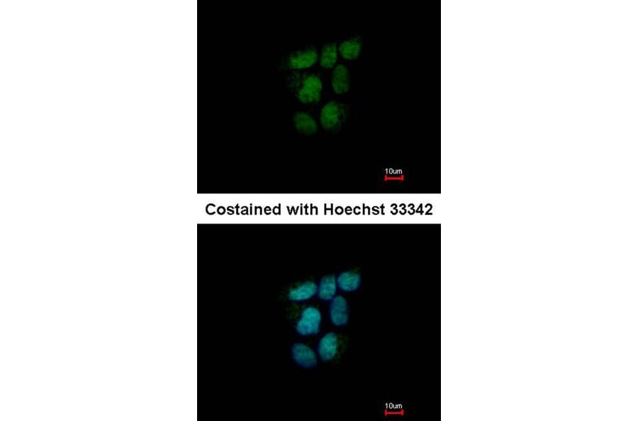 Immunofluorescence - NR0B2 antibody from Signalway Antibody (22509) - Antibodies.com