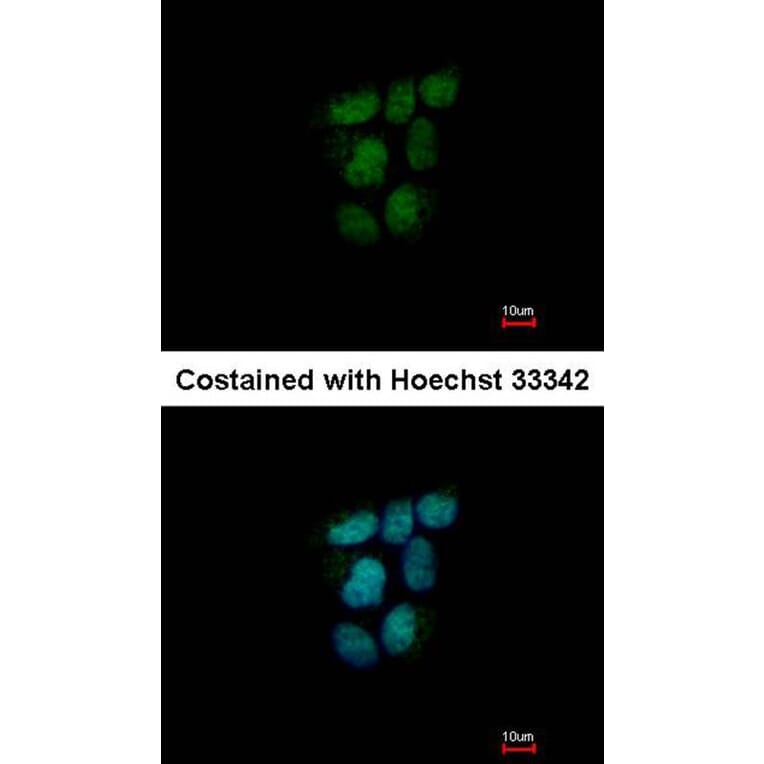 Immunofluorescence - NR0B2 antibody from Signalway Antibody (22509) - Antibodies.com