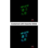 Immunofluorescence - NR0B2 antibody from Signalway Antibody (22509) - Antibodies.com