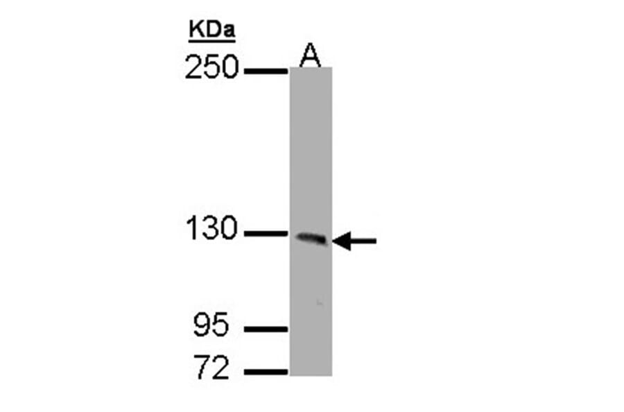 PHKA1 antibody from Signalway Antibody (22521) - Antibodies.com