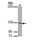 PHKA1 antibody from Signalway Antibody (22521) - Antibodies.com