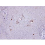 Immunohistochemistry - PHKA1 antibody from Signalway Antibody (22521) - Antibodies.com