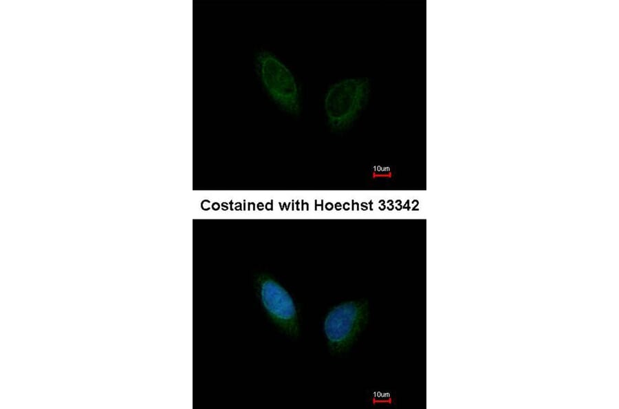 Immunofluorescence - PHKA1 antibody from Signalway Antibody (22521) - Antibodies.com