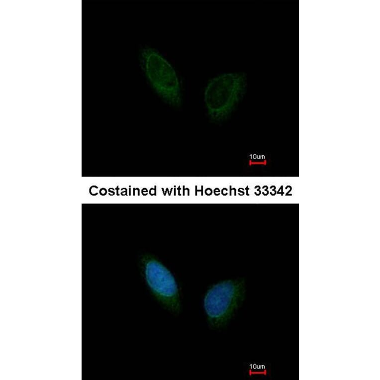 Immunofluorescence - PHKA1 antibody from Signalway Antibody (22521) - Antibodies.com