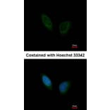 Immunofluorescence - PHKA1 antibody from Signalway Antibody (22521) - Antibodies.com