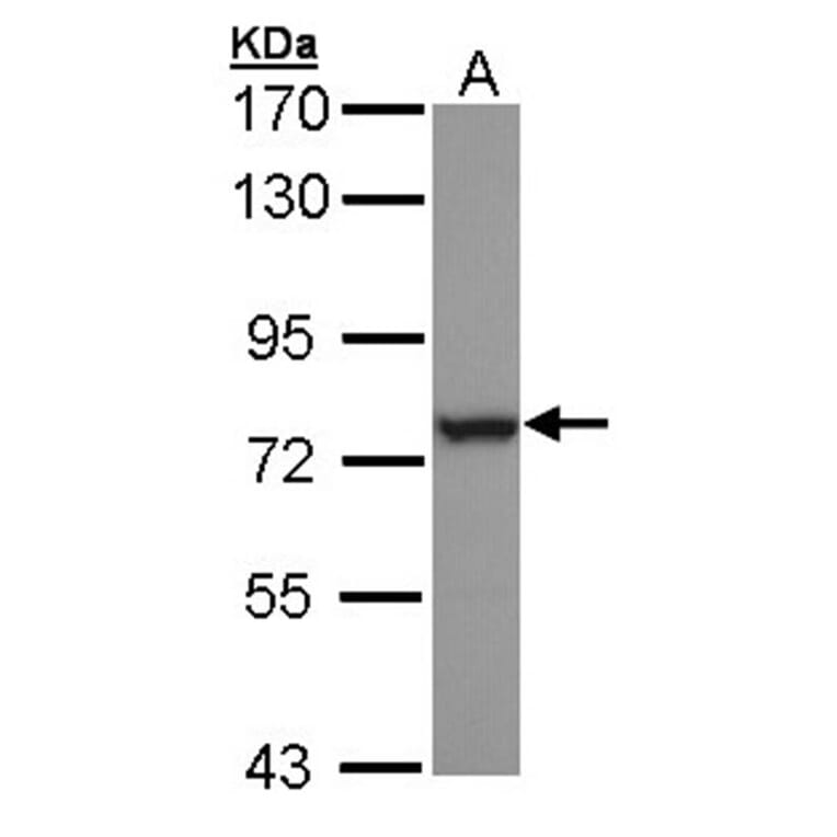 HSPA6 antibody from Signalway Antibody (22523) - Antibodies.com