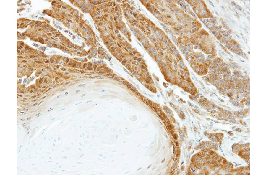 Immunohistochemistry - HSPA6 antibody from Signalway Antibody (22523) - Antibodies.com
