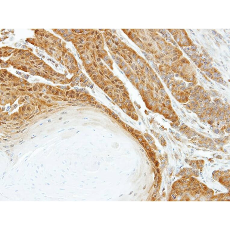 Immunohistochemistry - HSPA6 antibody from Signalway Antibody (22523) - Antibodies.com